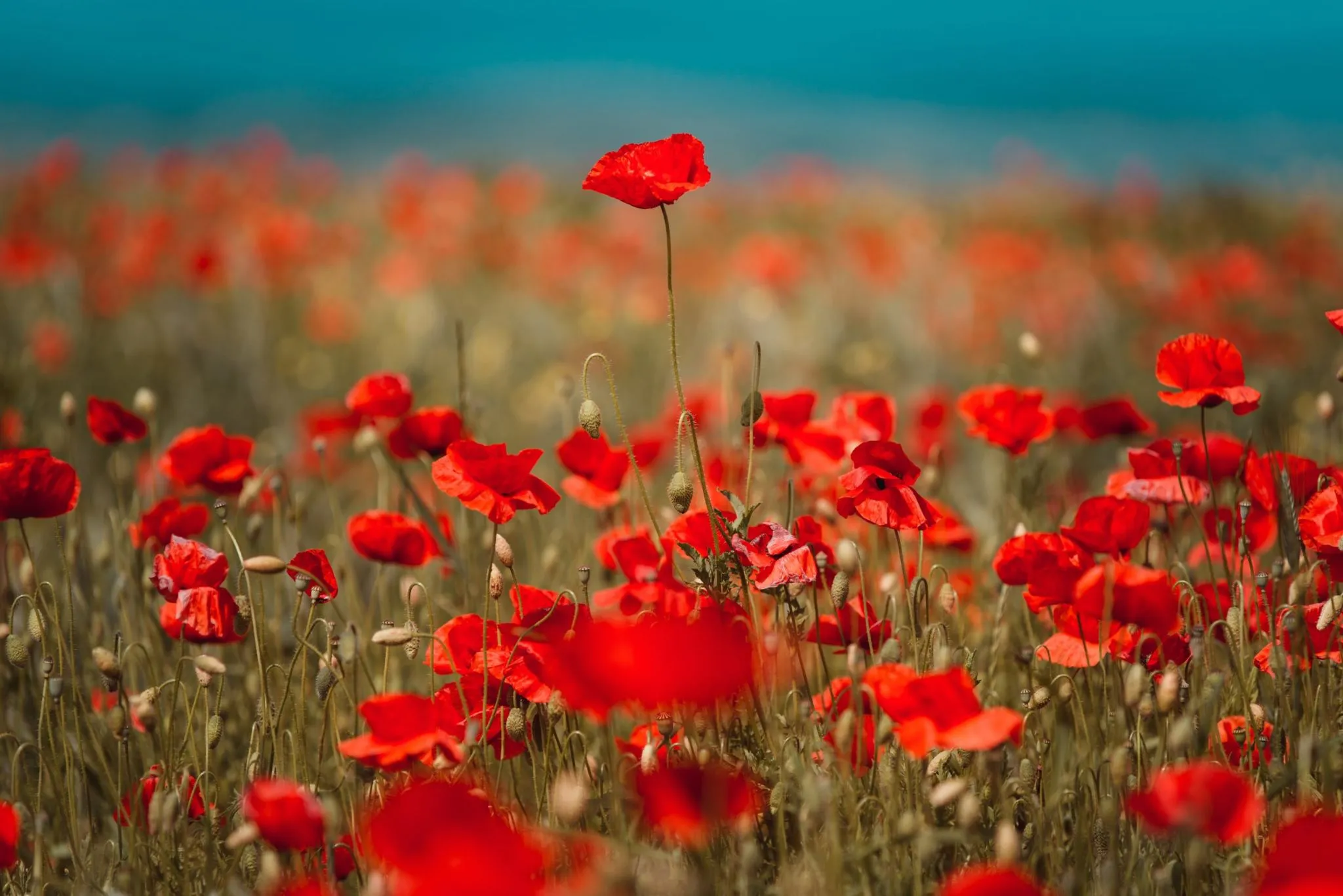 Beating Tall Poppy Syndrome