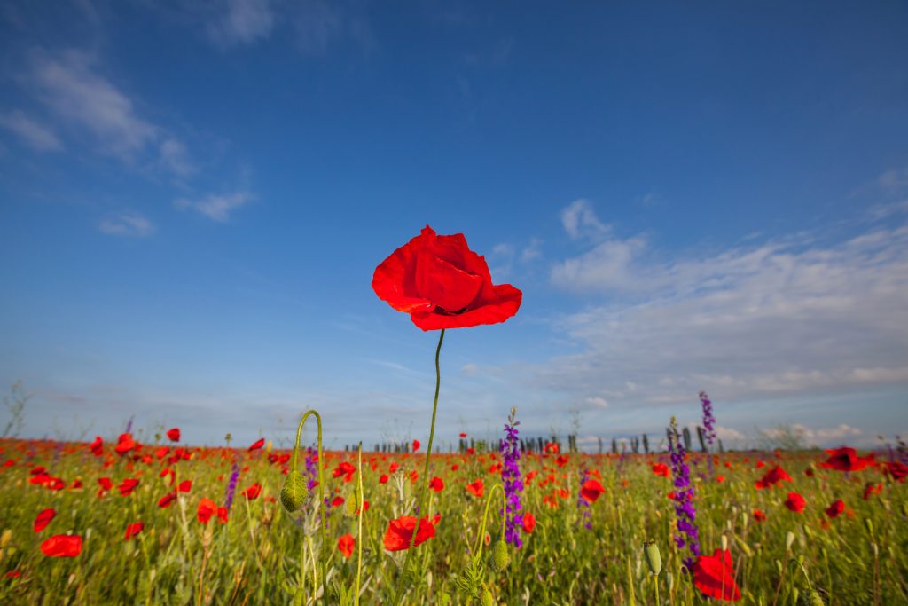 Beating Tall Poppy Syndrome
