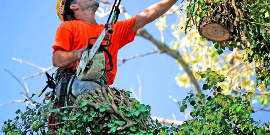 tree services mackay